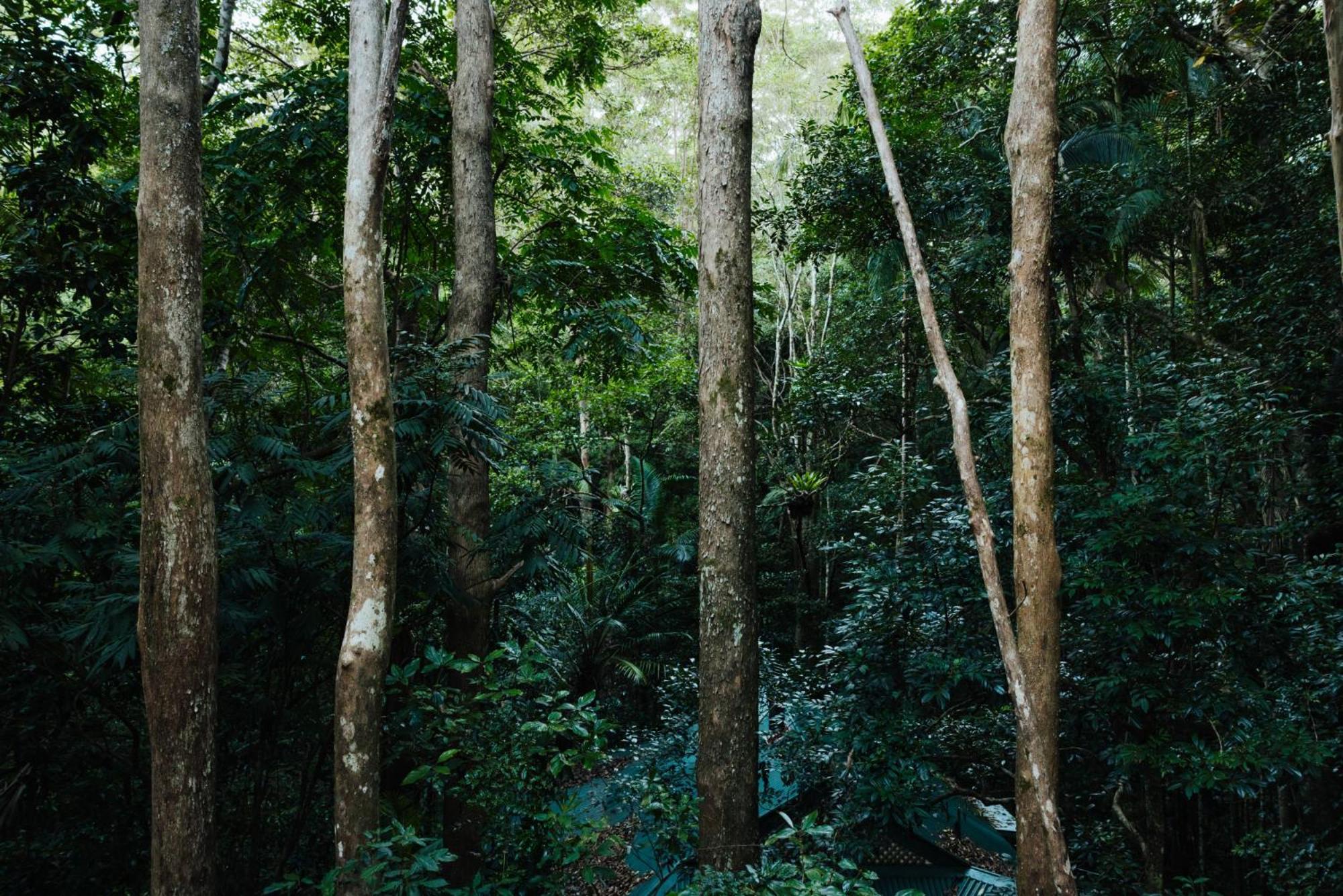 Narrows Escape Rainforest Retreat Montville Eksteriør bilde