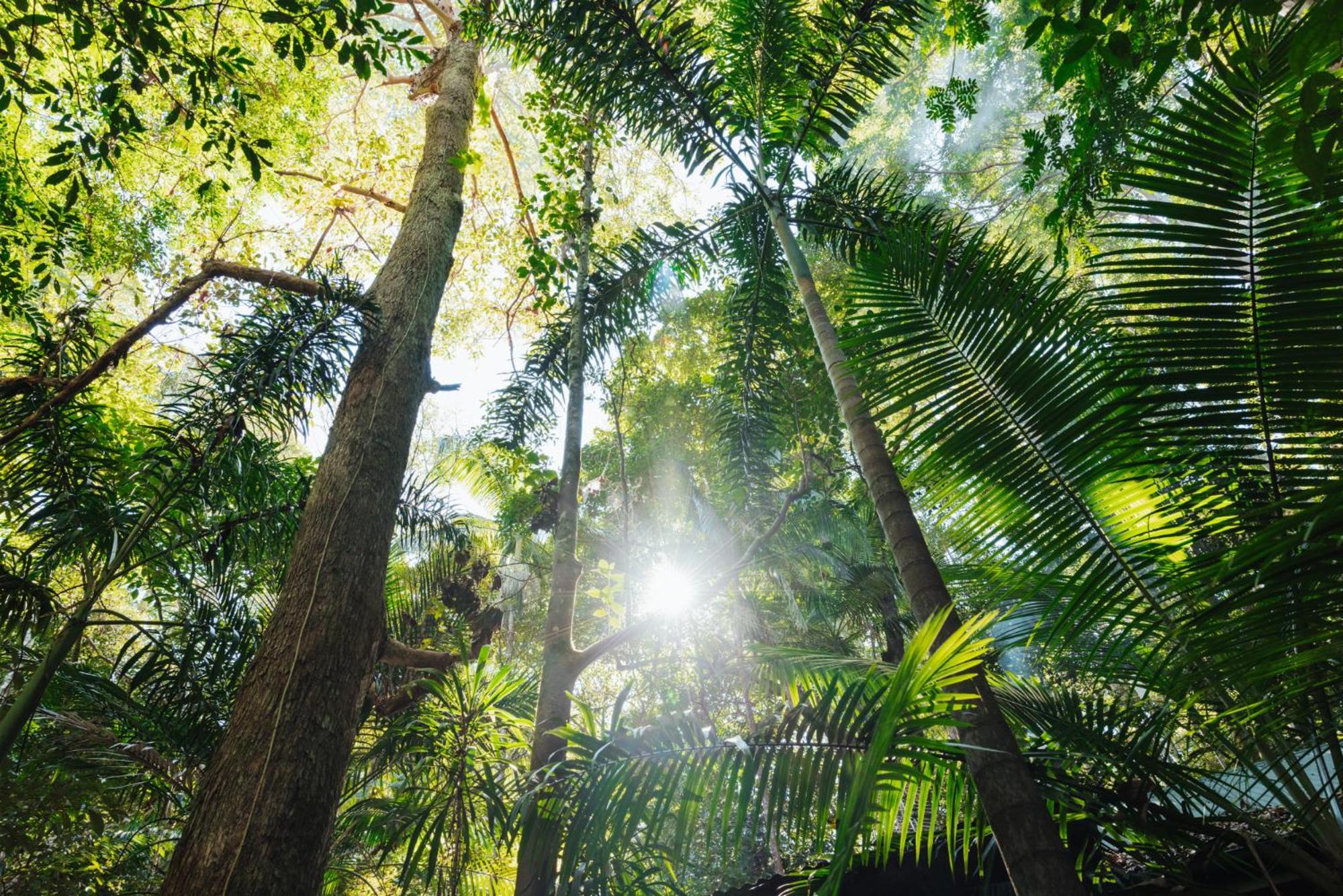 Narrows Escape Rainforest Retreat Montville Eksteriør bilde